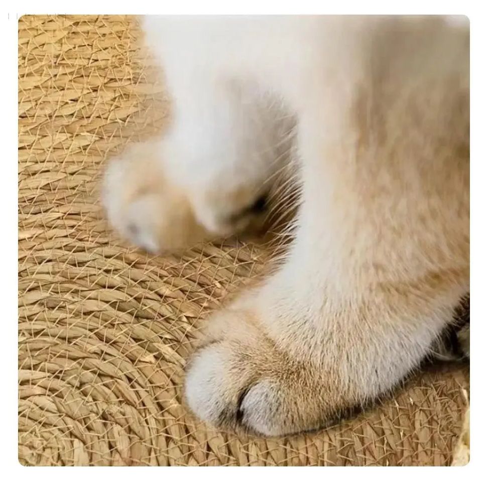 Handgewebtes Katzenbett-Körbchen mit abnehmbarem Plüschkissen