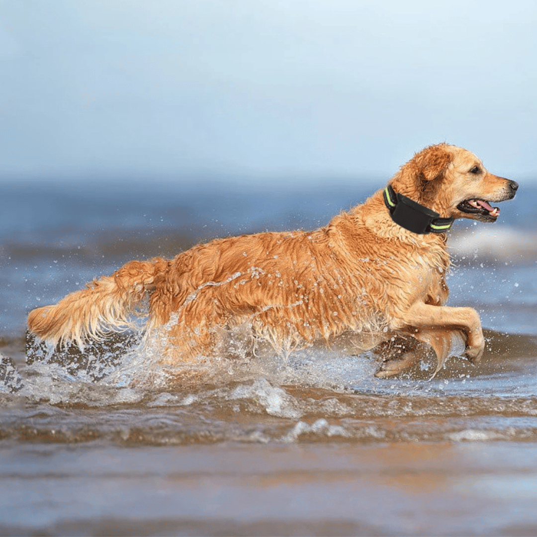 QuietGuard™ Automatic Anti-Bark Dog Training Collar – Humane Sound, Vibration & Static Control